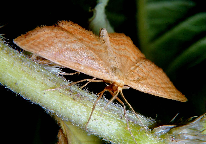 Idaea ochrata